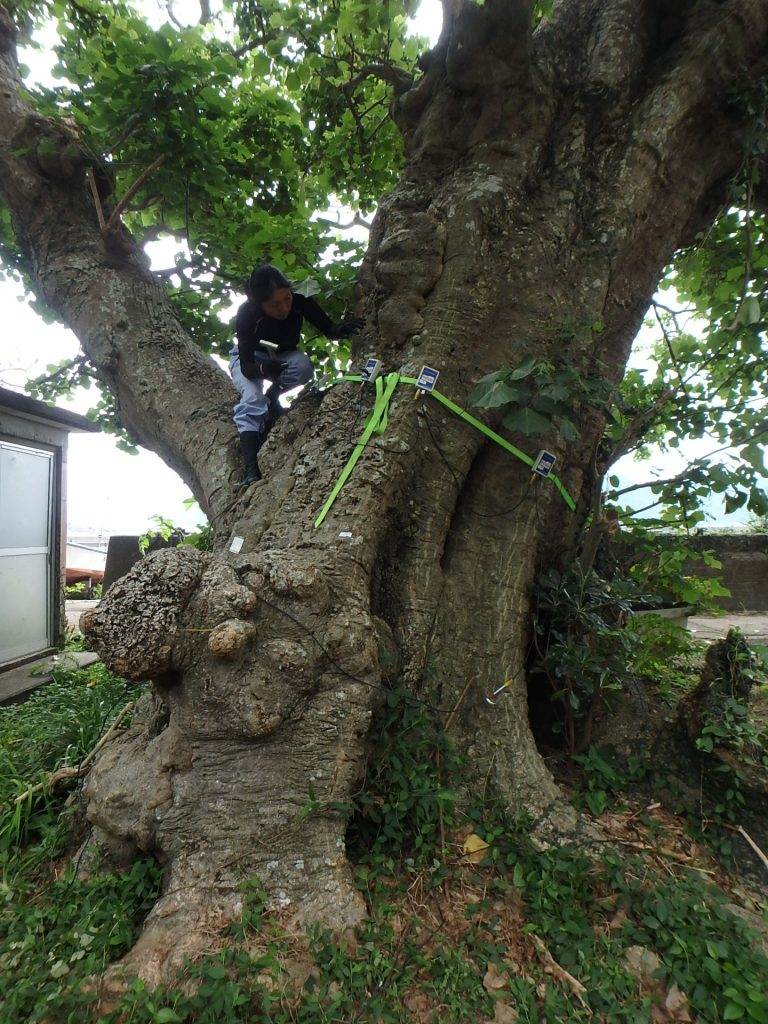 加計呂麻島でデイゴ並木のピカス診断を行いました 18年5月 株式会社木風
