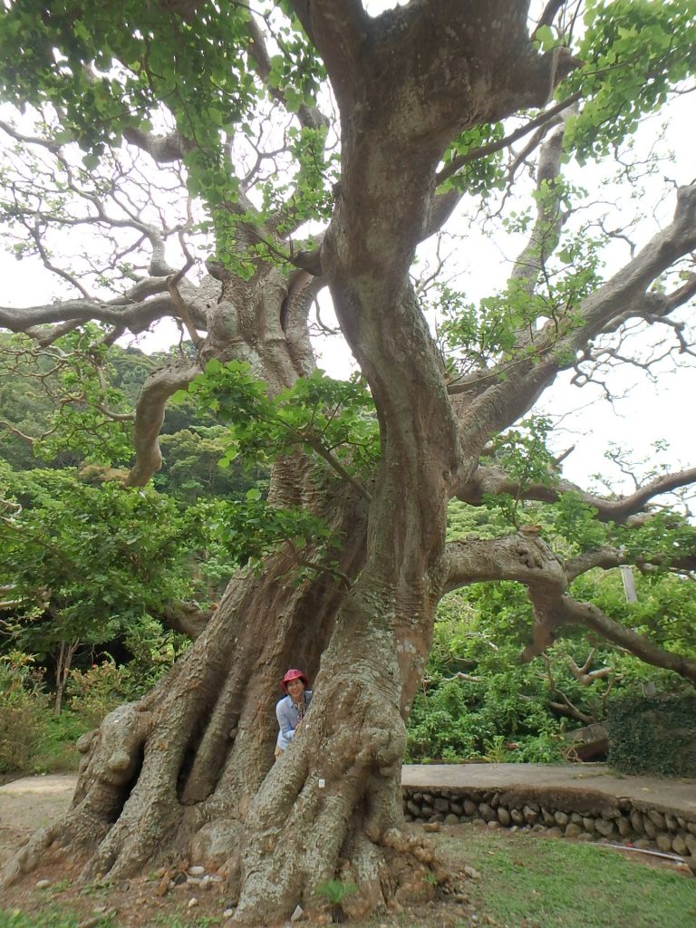 加計呂麻島でデイゴ並木のピカス診断を行いました 18年5月 株式会社木風